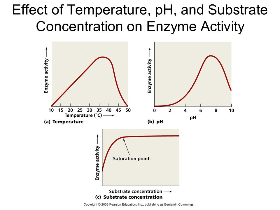 The Effect of Temperature on the activity of the Enzyme Catalyst Essay